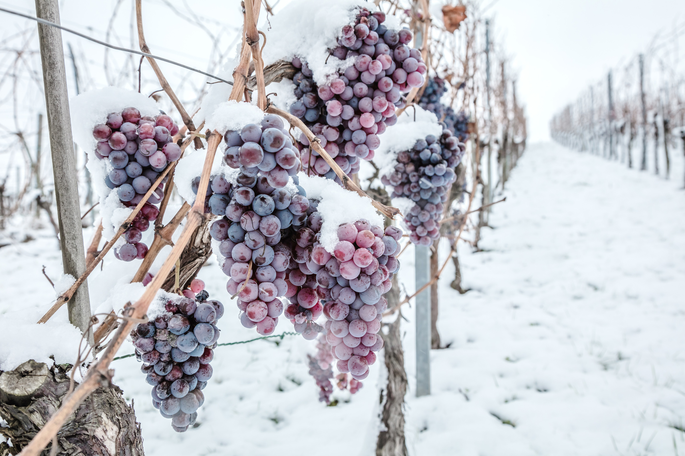 Trauben bei Schnee und Eis.