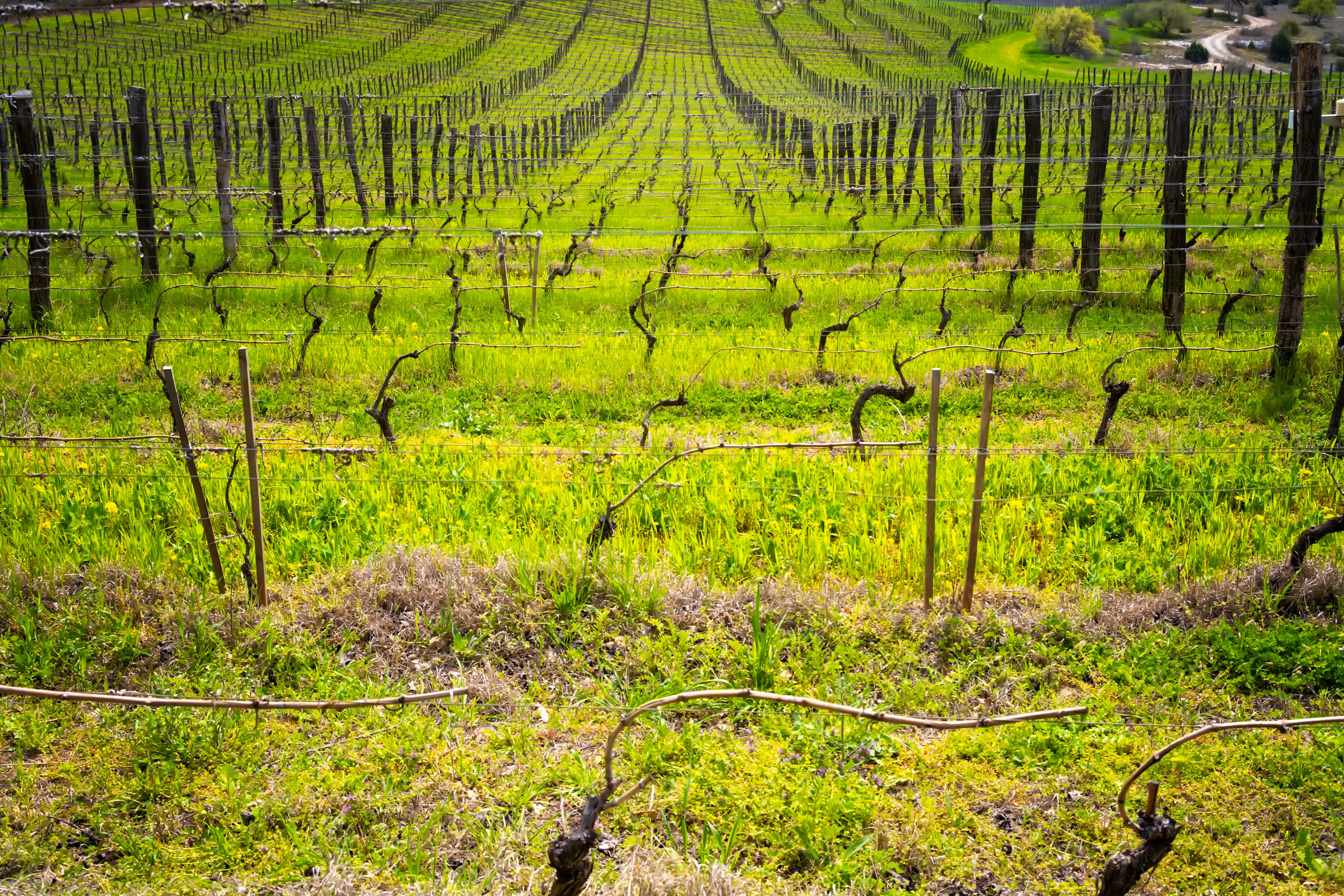 Junge Weinstöcke im Frühjahr auf einem Weingut.